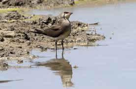 Image result for Glareola pratincola