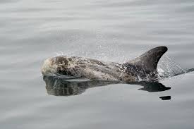 Image result for Grampus griseus