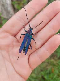 Attēlu rezultāti vaicājumam “Aromia moschata”