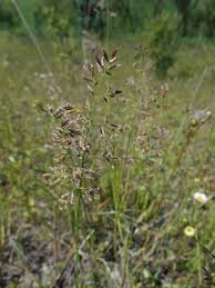 Attēlu rezultāti vaicājumam “Poa angustifolia”