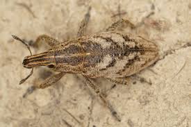 Attēlu rezultāti vaicājumam “Cleonis pigra”