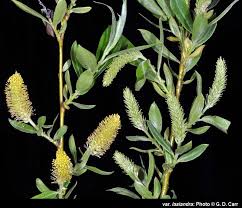 Attēlu rezultāti vaicājumam “Salix triandra male flower”