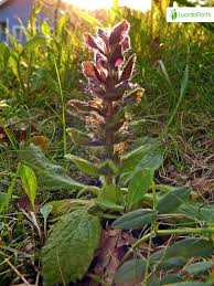 Attēlu rezultāti vaicājumam “Ajuga pyramidalis leaf”