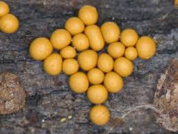 Attēlu rezultāti vaicājumam “Physarum bitectum macro”