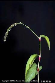 Attēlu rezultāti vaicājumam “Persicaria hydropiper leaf”