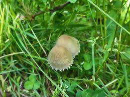 Attēlu rezultāti vaicājumam “Panaeolus papilionaceus”