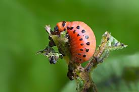 Attēlu rezultāti vaicājumam “Leptinotarsa decemlineata”