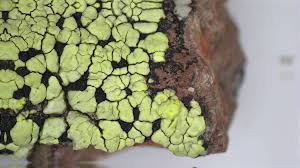 Attēlu rezultāti vaicājumam “Rhizocarpon geographicum”