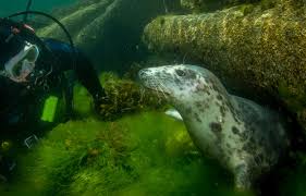 Image result for Southampton University Sub-Aqua Club