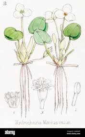 Attēlu rezultāti vaicājumam “Hydrocharis morsus-ranae”