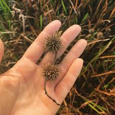 Attēlu rezultāti vaicājumam “Sparganium minimum”