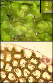 Attēlu rezultāti vaicājumam “Jungermannia hyalina”