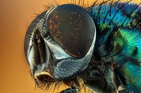 Attēlu rezultāti vaicājumam “macro”