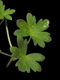 Attēlu rezultāti vaicājumam “Geranium pyrenaicum”