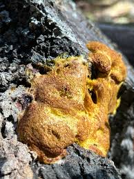 Image result for Fuligo septica