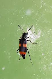 Attēlu rezultāti vaicājumam “Anthocomus fasciatus”