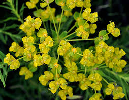 Attēlu rezultāti vaicājumam “Euphorbia virgata flower”