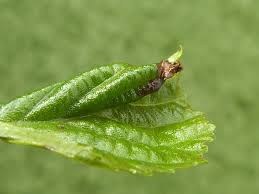 Attēlu rezultāti vaicājumam “Epinotia sordidana”