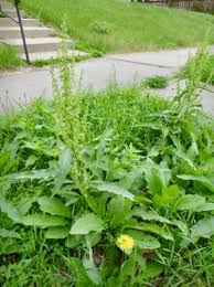 Attēlu rezultāti vaicājumam “Rumex crispus leaf”