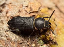 Attēlu rezultāti vaicājumam “Spondylis buprestoides”