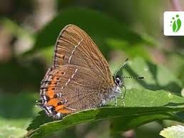 Attēlu rezultāti vaicājumam “Satyrium pruni”