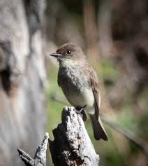 Image result for Sayornis phoebe