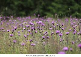 Attēlu rezultāti vaicājumam “Cirsium heterophyllum flower”