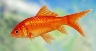 Image result for vissen