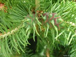 Attēlu rezultāti vaicājumam “Sacchiphantes abietis”