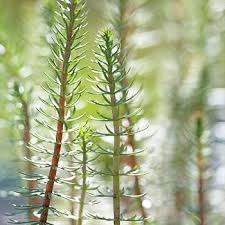 Attēlu rezultāti vaicājumam “Hippuridaceae”