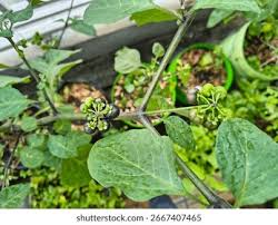 Attēlu rezultāti vaicājumam “Solanum nigrum leaf”