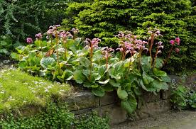 Attēlu rezultāti vaicājumam “Bergenia crassifolia”
