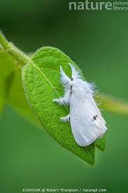 Attēlu rezultāti vaicājumam “Euproctis similis”
