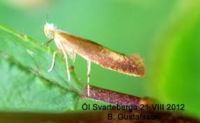 Attēlu rezultāti vaicājumam “Argyresthia albistria”