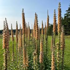 Image result for Digitalis ferruginea