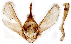 Attēlu rezultāti vaicājumam “Nymphula nitidulata”