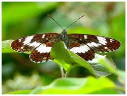 Attēlu rezultāti vaicājumam “Limenitis camilla”