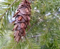 Attēlu rezultāti vaicājumam “Pseudotsuga menziesii”