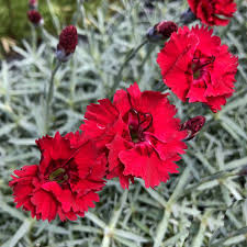 Image result for Dianthus gratianopolitanus
