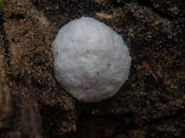 Attēlu rezultāti vaicājumam “Reticularia lycoperdon young”