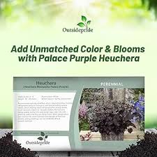 Image result for HEUCHERA americana 'Palace Purple Auslese'