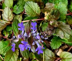 Attēlu rezultāti vaicājumam “Ajuga genevensis flower”