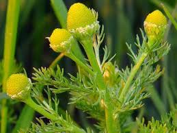 Attēlu rezultāti vaicājumam “Matricaria discoidea flower”