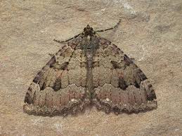 Attēlu rezultāti vaicājumam “Triphosa dubitata”