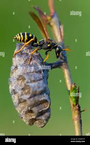 Attēlu rezultāti vaicājumam “Polistes nimpha”