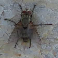 Attēlu rezultāti vaicājumam “Brachycera”