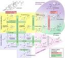 Unlike <b>estrogens</b> produced by