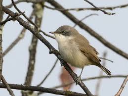 Attēlu rezultāti vaicājumam “Sylvia curruca”