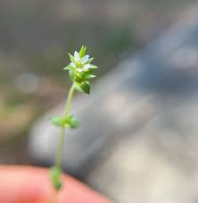 Attēlu rezultāti vaicājumam “Arenaria procera leaf”