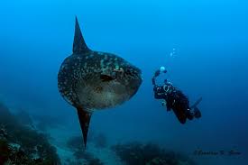 Image result for Mola alexandrini